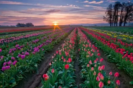 Tiptoe through the Tulips of Washington